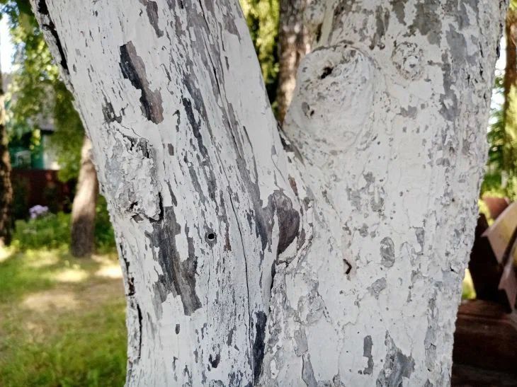 Зачем добавлять в побелку медный купорос: так делают дачники, которые дорожат своим садом