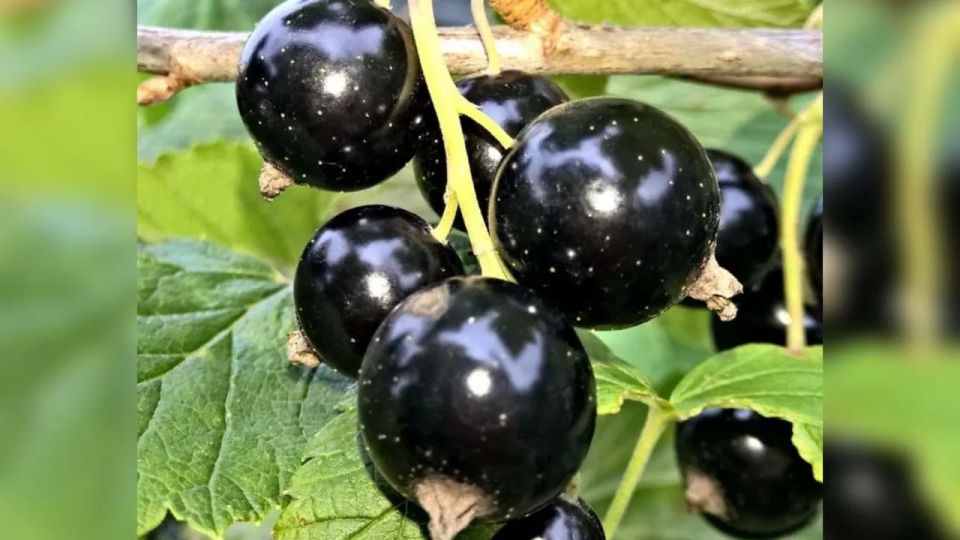 В апреле — пора: вносим 2 ложки под смородину — летом в саду не куст, а «фабрика» крупных ягод