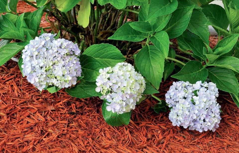 Мульчирование: искусство защиты и оформления сада