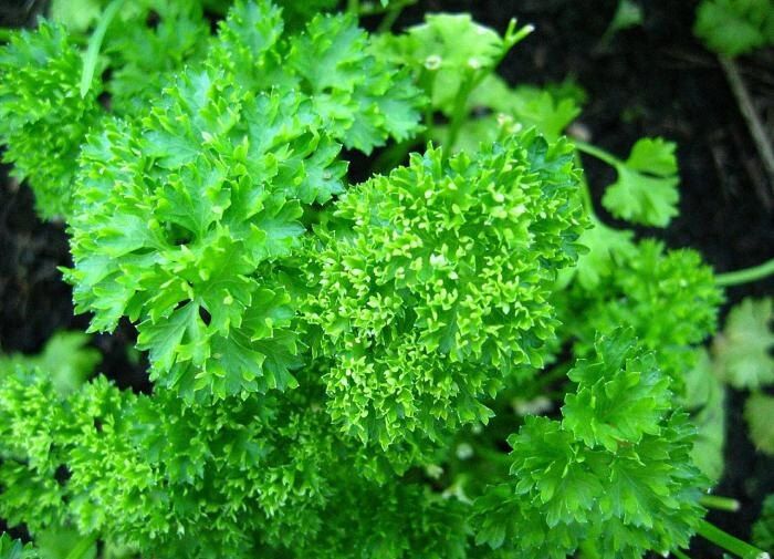 Петрушка: не просто зелень, а кладезь полезных свойств