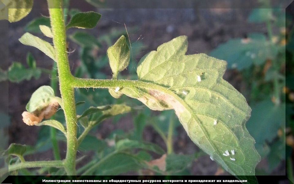 Секреты успешного дачника: советы для начинающих садоводов и огородников
