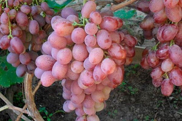 Гибридный виноград Мастер: новый фаворит для любителей сладких ягод