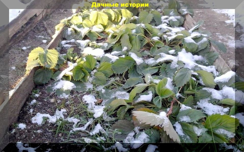 Как эффективно ухаживать за дачным участком: советы для начинающих