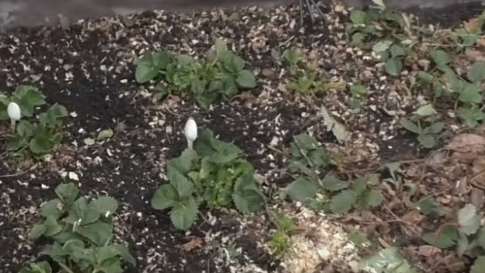 Как правильно ухаживать за клубникой после сбора урожая: секреты успеха