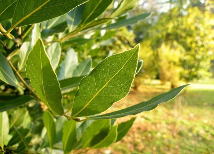 Как эффективно справиться с дачным мусором: секреты сжигания с кирпичом