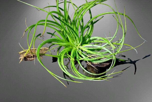 Тилландсия: воздушный цветок, который украсит любой уголок вашего дома