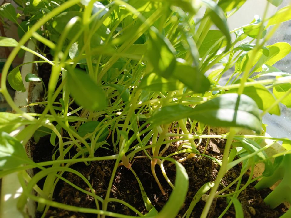 Зеленый уголок на балконе: как шпинат и руккола помогают радоваться жизни