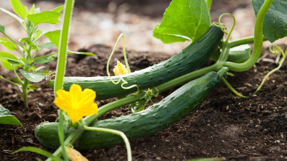Проливные дожди не погубят урожай огурцов: опрыскайте посадки вот чем
