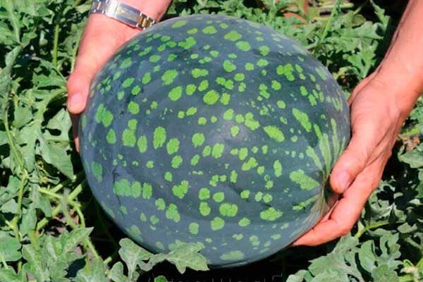 Арбуз Русская берёзка: секреты агротехники для рекордного урожая