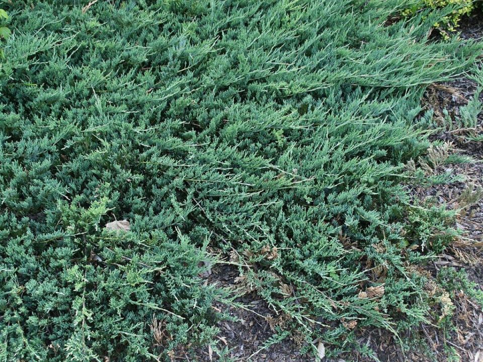 Как выбрать и ухаживать за хвойными красотами на своем участке