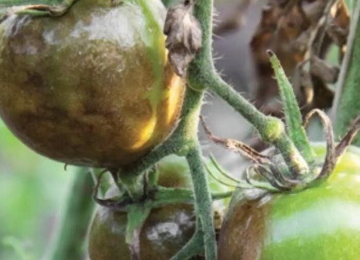 Как эффективно спасать помидоры от фитофтороза: народные рецепты на каждый случай