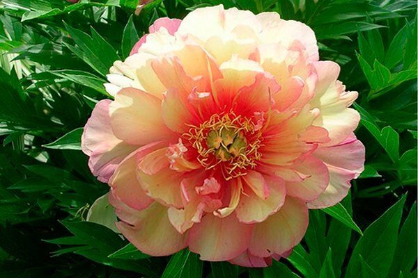 Пион Джулия Роуз: Красота и уход за экзотичным сортом