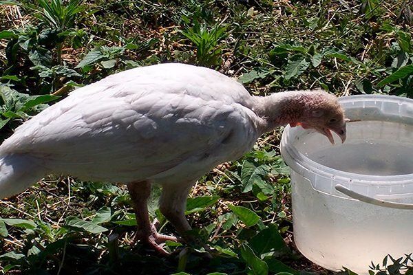 Как создать поилку для индюков своими руками