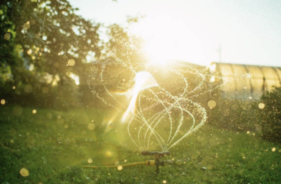 Как правильно поливать растения в жаркую погоду: советы для вашего сада