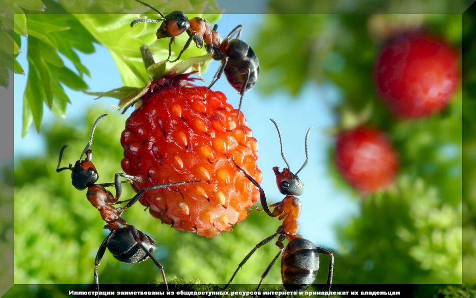 Когда бороться с муравьями: развенчиваем мифы и рассматриваем факты
