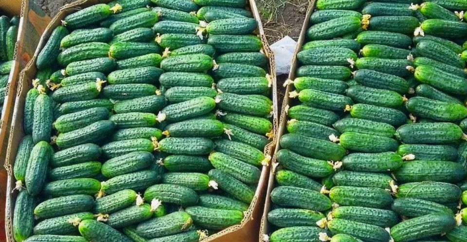 Тайны хорошего урожая: как вырастить 10 кг огурцов с одного куста