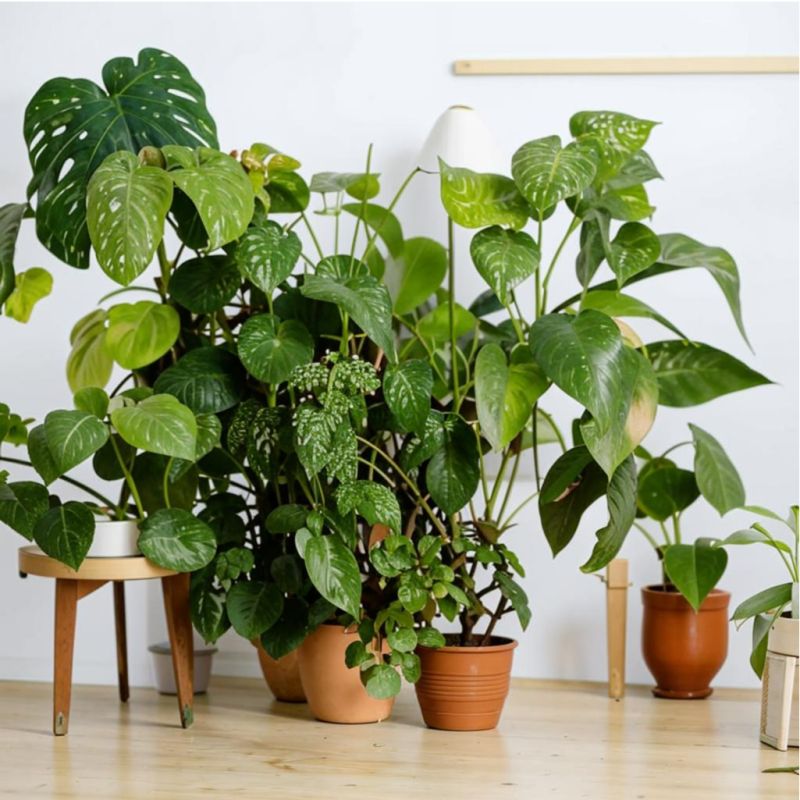 ��������� ����: ��� ������� ��� ���� � ��������� � ������� ��������� ��������