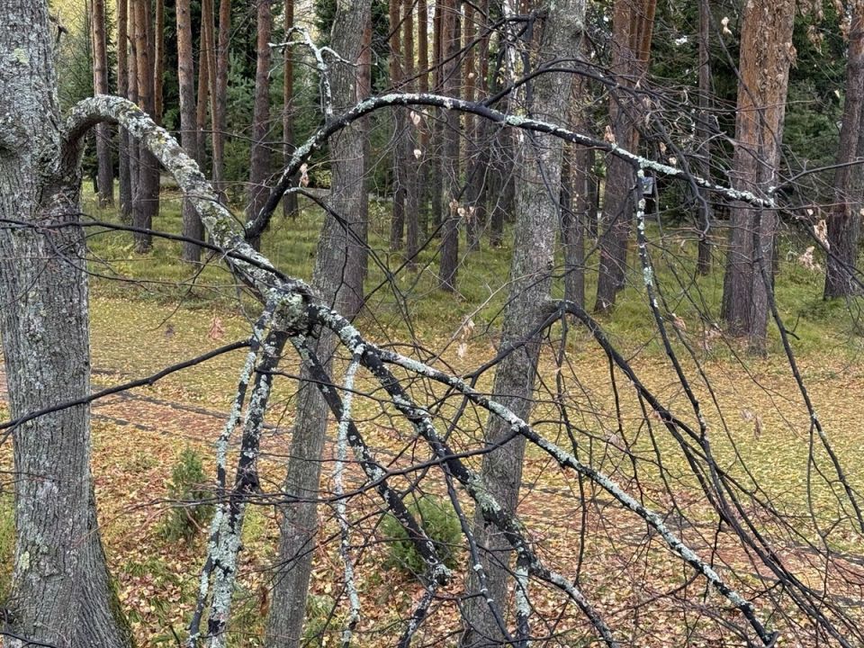 Уход за садом осенью: что нужно знать об обработке плодовых деревьев