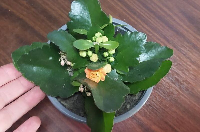 Цветы на 8 марта: что делать с горшечными подарками?