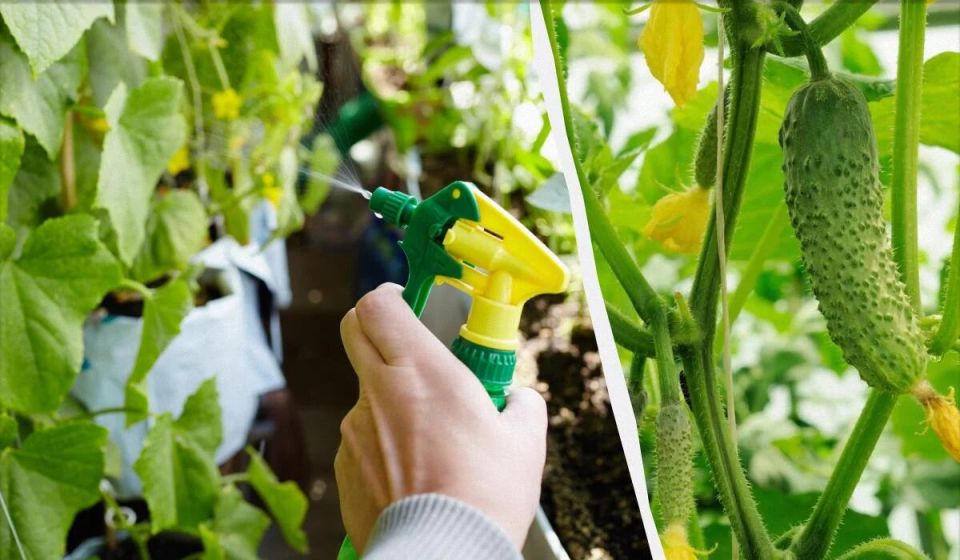 Как продлить урожай огурцов до заморозков: простые советы
