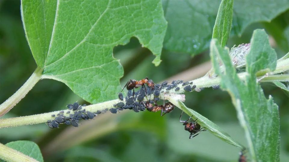 ������� ������ � ����: ������, �� ����������� ������, ������� ��������