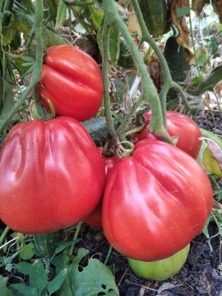 ������-�������: �������, ��� ��������� ���������� � ��� �������