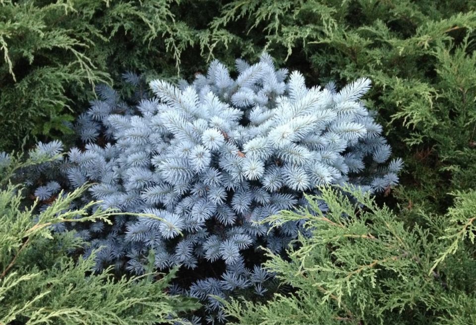 ������� ���: ������ ���� ���������� ���� � ������ ��� ����� ����������?