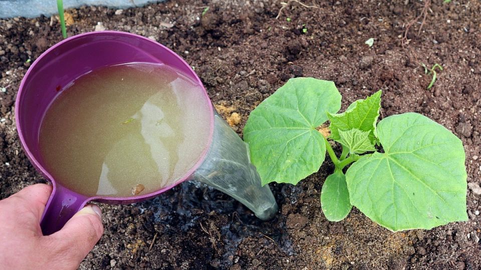 ����������� �������: ������� �������� ���������