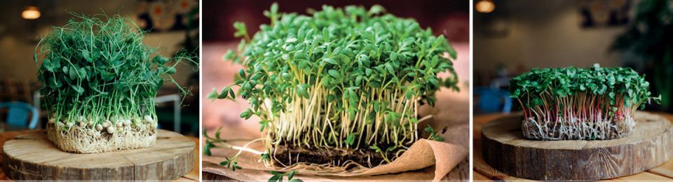 ������ ���� �� �����������: ����������� ��� �������� � �����