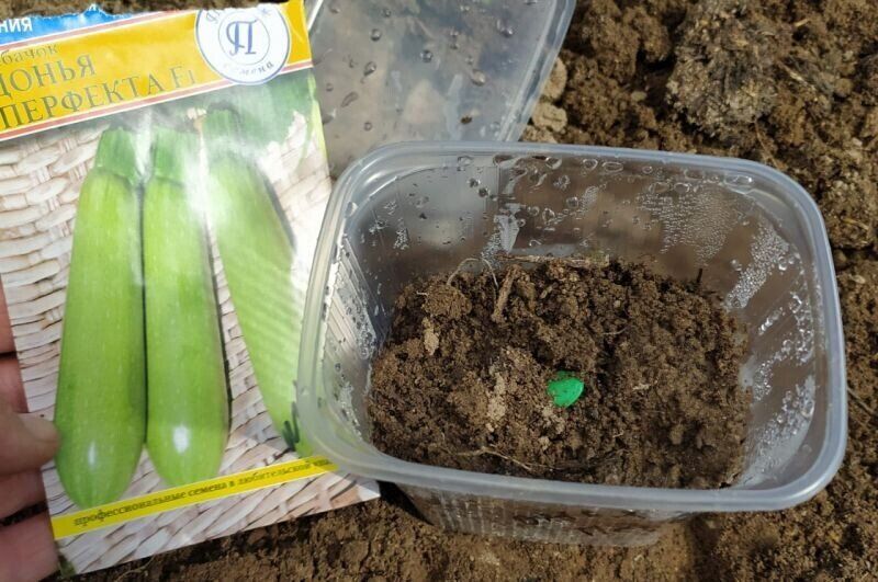 �������� �����: ������� ������� ������ �������� ����� �������