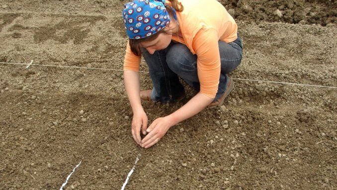 Ошибки огородников: как не растерять урожай
