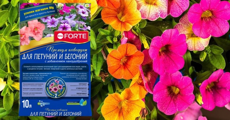 ��� ��������� �������: �� ������� �� ������� ��������