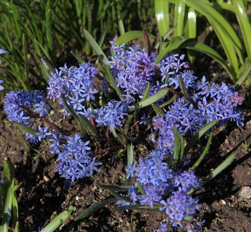 Сцилла двулистная: изящное цветение, которое дарит радость весной