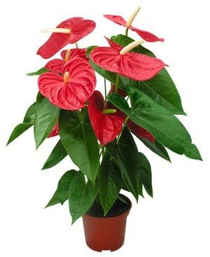 Уход за антуриумом: причины увядания и коричневые пятна на листьях