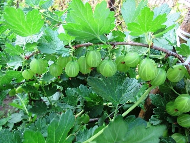 ��� ��������� ������������� ��������� � ���� ��� �������� ������