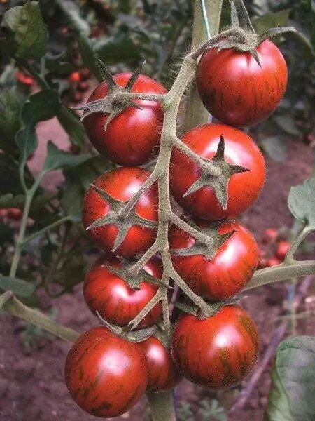 �������� ��������: ���������� ��������� ������ � ������ ������ � �������