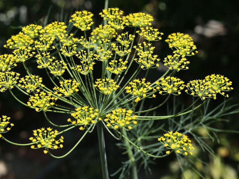 ������ ����� ������� �����: ��� ������� ������ � ������� ��������