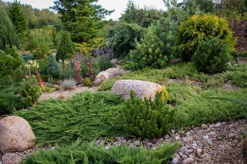 Стоит ли сажать можжевельник у дома: practical обзор плюсов и минусов