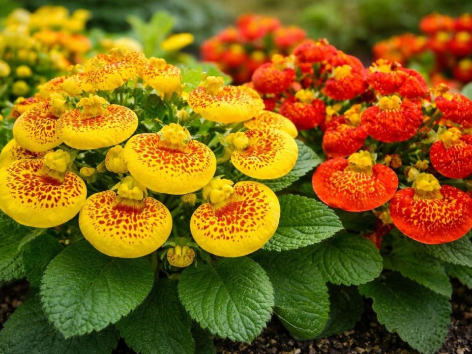 ���������� ���������� ������� ������������ ���������� � �������� ���������