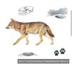 Шакалы в нашем крае?. Любопытную историю рассказали в Госохотинспекции Владимирской области