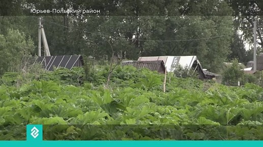 Во Владимирской области приступили к обработке сельхозугодий от борщевика Сосновского