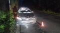 Во Владимирской области произошло сразу несколько ДТП с участием диких животных