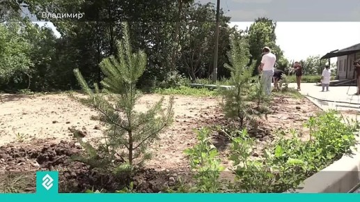Студенты ПИМУ высадили аллею сосен у городской больницы №5