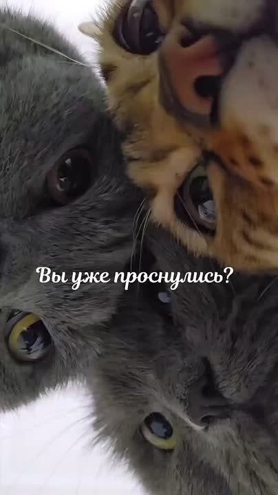  !.   