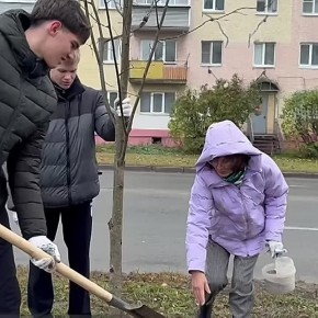 Во Владимире на улице Чайковского высадили аллею лип