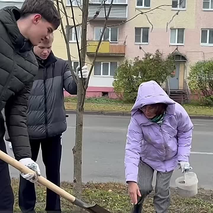 Во Владимире на улице Чайковского высадили аллею лип