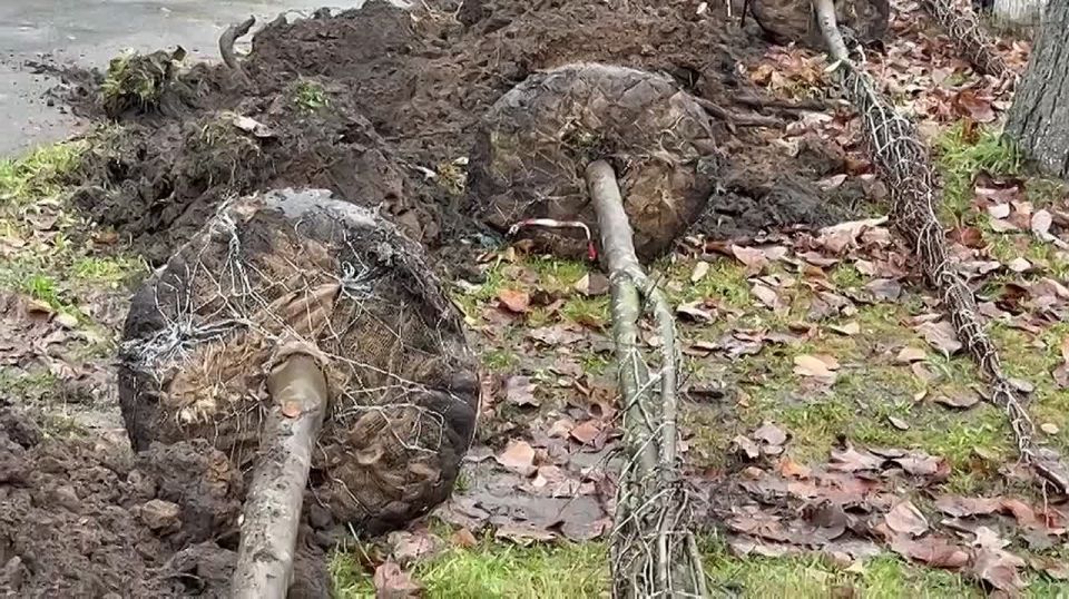 Во Владимире высадят более 200 лип