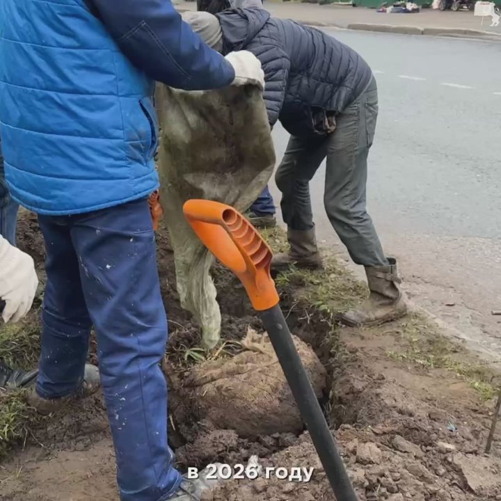 Во Владимире продолжаются работы по озеленению!