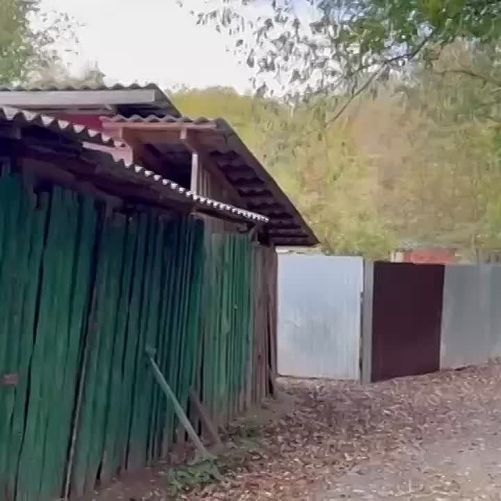 Во Владимире городские службы по отлову стерилизовали и привили 45 бездомных собак