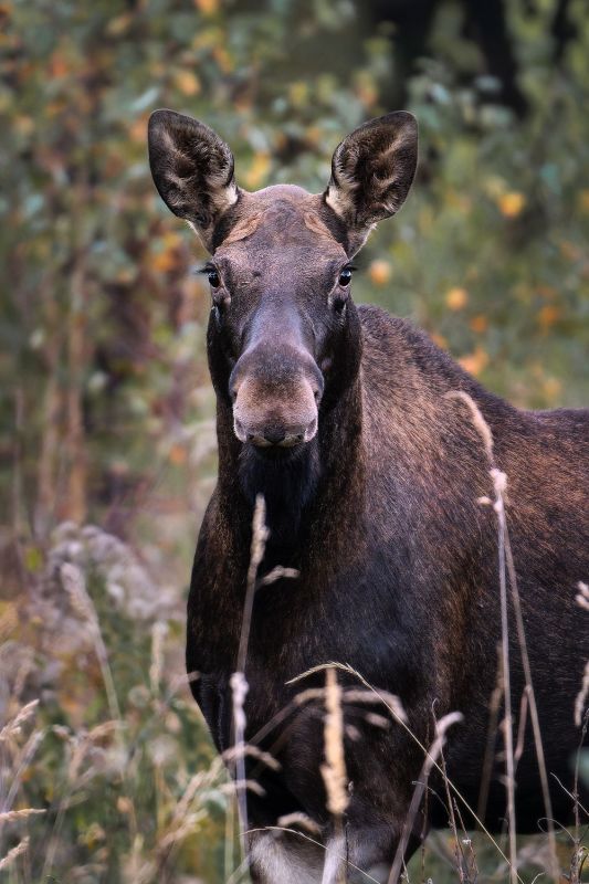 Погружаемся в мир природы Владимирской области